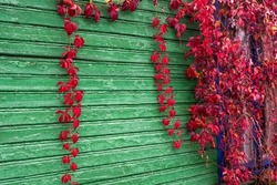 Red vine on the green wall of a wooden house. The concept of the seasons of the year - autumn.