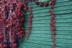 Red vine on the green wall of a wooden house. The concept of the seasons of the year - autumn.