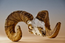 Bighorn Ram Sheep Skull