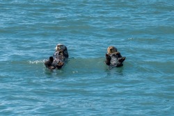 Two Sea Otters bobbing in the Water near Kachemak Bay, Alaska