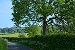 Typical English rural landscape in the spring with an Ash tree,  also known as Fracinus excelsior, a hedgerow and a country lane