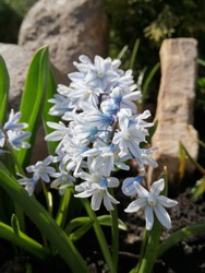 blooming Puschikinia libanotica or Puschkinia scilloides pale blue flowers and unopened buds of the first spring flowers on a stony garden bed