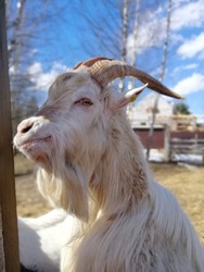 a big white billy goat with a long beard and horns. farm animals