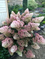 huge Bush of flowering Hydrangea paniculata Sundae Fraise with wine and pink inflorescences in the garden in summer. Flower Wallpaper
