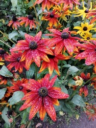 blooming orange,red and maroon Rudbeckia  flowers with long petals and rain drops on a flower bed.Nature wallpaper.