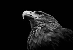 Golden eagle (Aquila chrysaetos) isolated on black background. Close-up head of powerful bird of prey in black and white. 