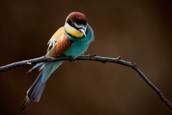 European bee-eater (Merops apiaster) isolated on brown background. Close-up of a multi-colored bird perched on a tree branch.