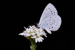 Provencal short-tailed blue (Cupido alcetas) perched on white flower. Macro butterfly isolated on black background. 