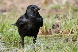 Black Common raven (Corvus corax) standing in a small puddle in grass nature. Bird close-up. 