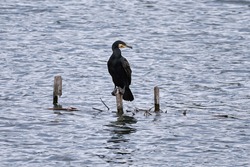 Great cormorant or great black cormorant (Phalacrocorax carbo). Single bird perched on wooden post in water, Germany.