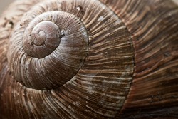 Macro shot of a snail shell.
