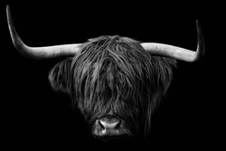 Head of a horned Highland Cattle (Bos taurus taurus). Close-up of domestic cow isolated on black background.