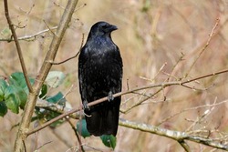 Common raven (Corvus corax) sitting in the tree. Big black bird of the crow family.