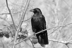 Black Common raven (Corvus corax) perched on tree branch.