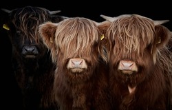 Close-up of three Highland calves (Bos taurus taurus). Young long-haired cows isolated on black background.