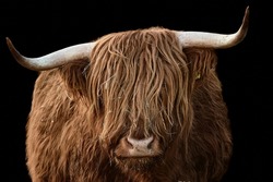 Horned head of a brown Highland Cattle, Bos taurus taurus. Domestic cow looking at camera and isolated on black background.