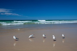 Seagulls on the beach (Gold Coast, Queensland, Australia)