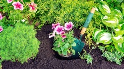 Planting garden flowers concept. Planting seedlings of annual flowers in the soil. A pink petunia is planted in a hole in a flower bed with a spatula. Landscaping in the garden in spring.