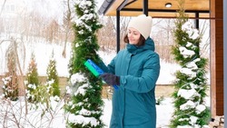 Woman gardener cleans thuja trees from snow with a brush. The branches of thuja and other coniferous trees are tied with a rope so that the snow does not break them with its weight.