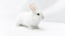 White rabbit isolated on white background. Fluffy cute bunny on a white backdrop. Domestic dwarf rabbit with blue eyes for banner and easter card. Elegant monochrome portrait of a beautiful rabbit.