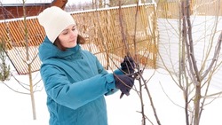 Pruning tree branches in the orchard in winter. A woman in gloves cuts unnecessary branches from a fruit tree in the cold season. Garden care in winter concept.