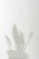 Shadow on the white wall from the houseplant Sansevieria