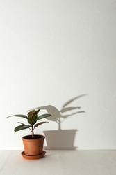 Home flower Ficus close-up on a white table against a white wall, the shadow of a flower on the wall, biophilic design
