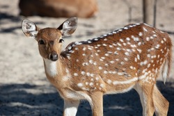 Spotted and Axis deer. Mammal and mammals. Land world and fauna. Wildlife and zoology. Nature and animal photography.