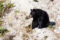 American black bear. Mammal and mammals. Land world and fauna. Wildlife and zoology. Nature and animal photography.