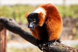 Red Ruffed Lemur monkey. Mammal and mammals. Land world and fauna. Wildlife and zoology. Nature and animal photography.