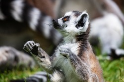 Ring-tailed lemur monkey. Mammal and mammals. Land world and fauna. Wildlife and zoology. Nature and animal photography.