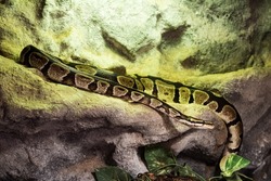 Royal python snake. Reptile and reptiles. Amphibian and Amphibians. Tropical fauna. Wildlife and zoology. Nature and animal photography.