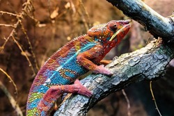Reunion chameleon. Reptile and reptiles. Amphibian and Amphibians. Tropical fauna. Wildlife and zoology. Nature and animal photography.