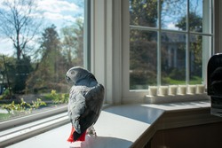An African Gray Parrot Looking Out the Window on a Sunny Day