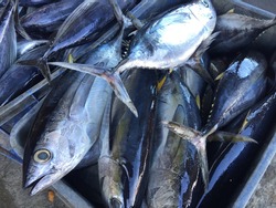 A basket of fresh yellowfin tuna.