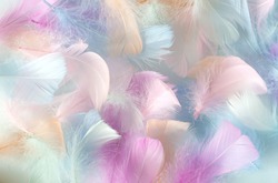 multi-colored feathers of a bird of pastel shades on a light background selective focus
