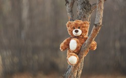        Bear Teddy comfortably settled on a branch of a beloved tree and with a smile looks at the world around us.  Funny bear. Smooth bokeh. Winnie the Pooh.                       