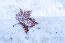 Autumn leaf, on fresh snow, and covered with frost; night frost, frost and winter. 
