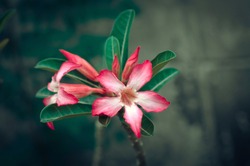 Crown of thorns Pink Flower Bloom