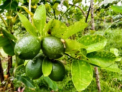 Closeup of healthy ripe lemons with some snails in a tree growing in an organic urban farm.  