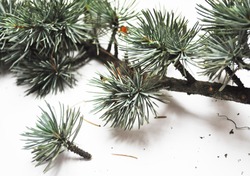 Cedrus atlantica- Atlas Cedar- needles -Botanical photography of woody plants