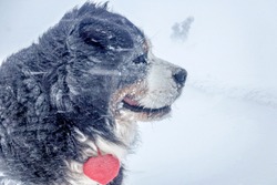 An ice, winter portrait of a Bernese Mountain Dog with a plush red heart in a strong wind. Side view.
