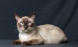 A male siamese cat portrait with black background