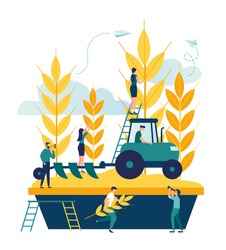 Vector illustration, a process of harvesting crops on a tractor, ears with whole grains and leaves, yellow wheat, rye or barley vector