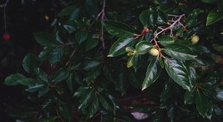 The branch of the young tree of the persimmon with green fruits against the background of the blurry background. Universal background. abundant foliage in the garden. Selective focus, copy space.