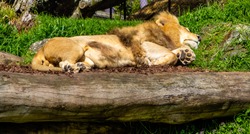 Lion catching a nap. Auckland Zoo. Auckland, New Zealand