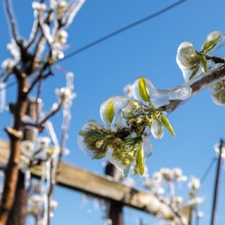 Frozen fruit blossom during sunrise on a cold morning in Spring season. The farmers had to irrigate the blooming flowers with water to freeze them and to survive the freezing temperatures.