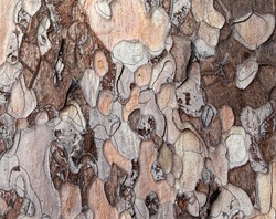 Wooden texture. Crimean pine tree, close-up view.
