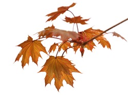 Branch of maple tree with autumn maple-leafs isolated on white background