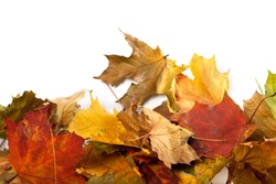 Autumn maple-leaf background with copy space
